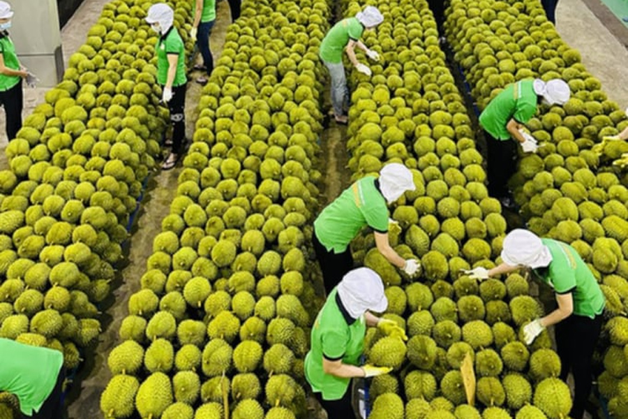 Xuất khẩu nông sản sang EU cần phải tuân thủ luật chơi