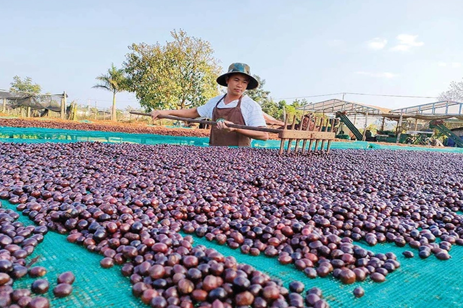 Giá cà phê liệu có kéo dài đà tăng?
