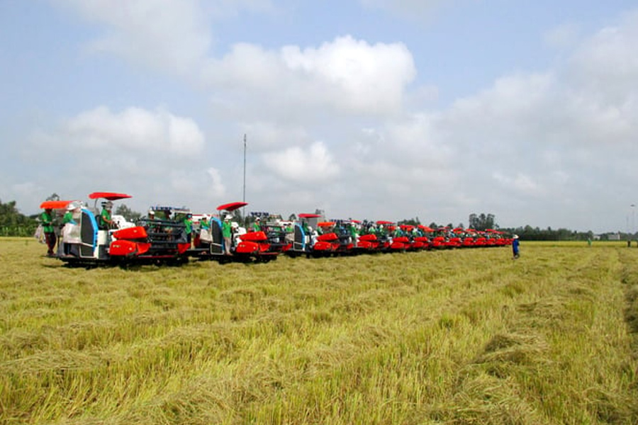 Giá gạo sẽ còn ở mức cao trong những năm tới