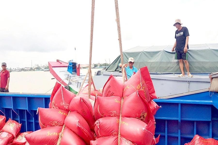 Giá lúa gạo tăng cao, nông dân lại bỏ tôm trồng lúa