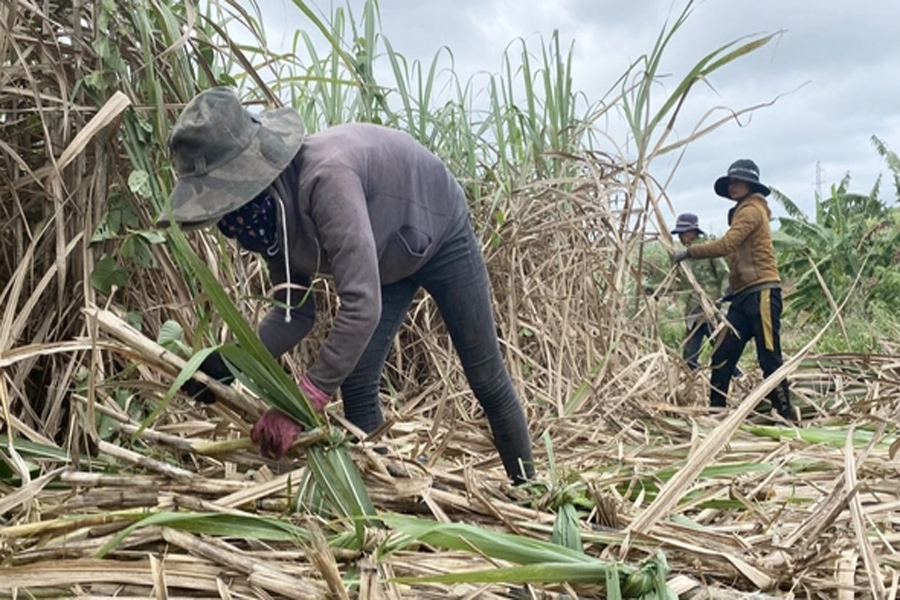Giá mía đường cao kỷ lục, nông dân lãi đến 50 triệu đồng/ha