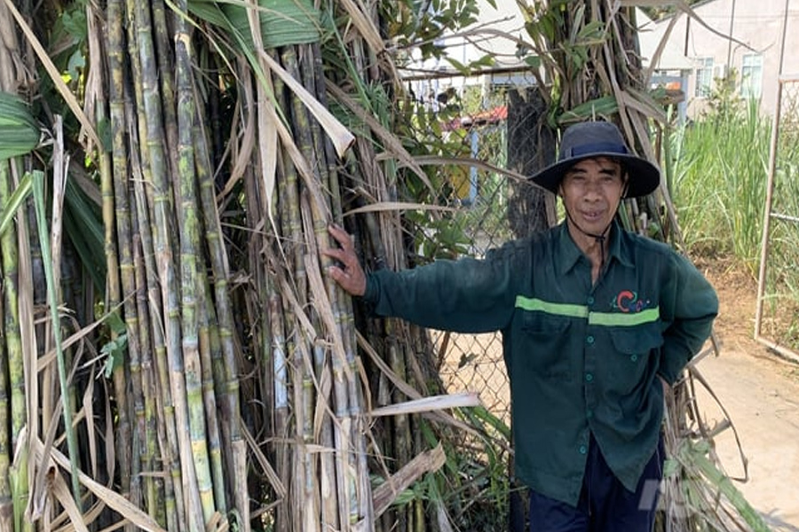 Giá mía lập đỉnh - vùng nguyên liệu hồi sinh