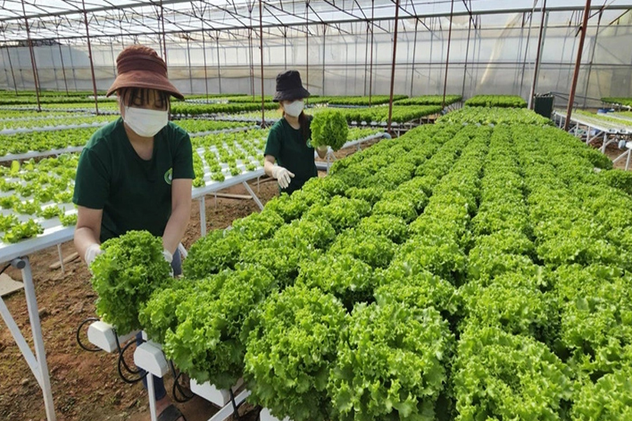 Giá rau củ giảm vẫn bán chậm khiến nhà vườn Đà Lạt lo lắng