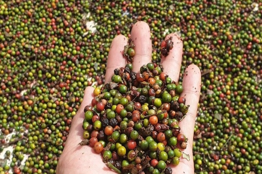 Giá tiêu sẽ tăng sau kỳ nghỉ Tết Giáp Thìn