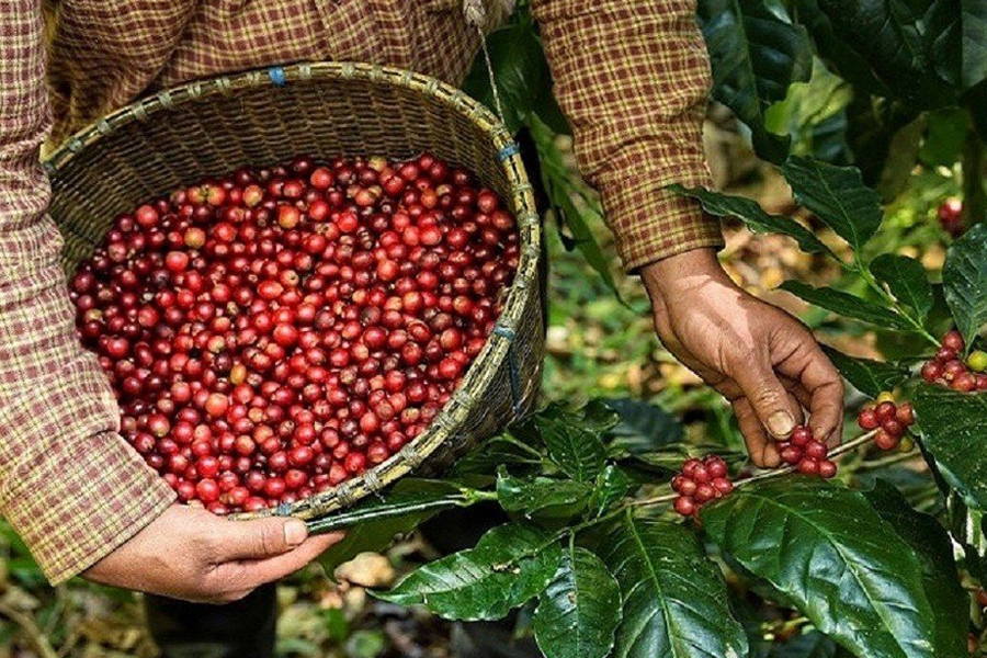 Hà Lan tăng mua cà phê từ thị trường Việt Nam