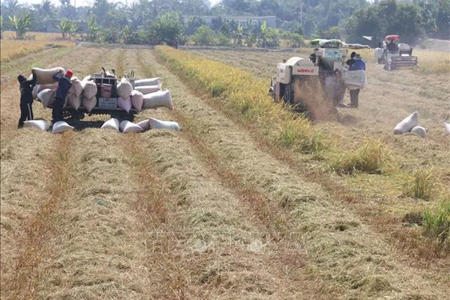 Lúa Đông Xuân sớm được giá cao
