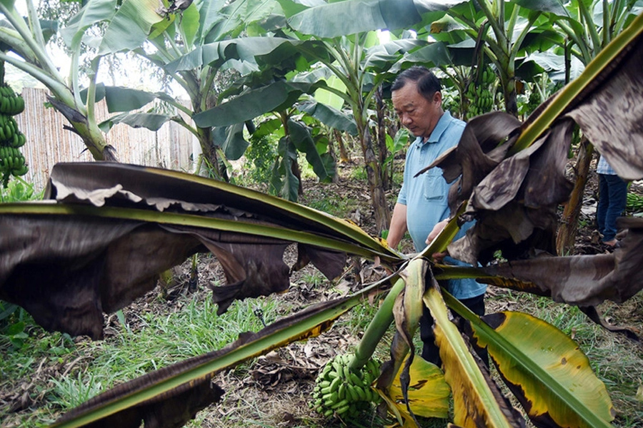 Nông dân kêu cứu vì vườn chuối suy kiệt, nghi do phân bón giả