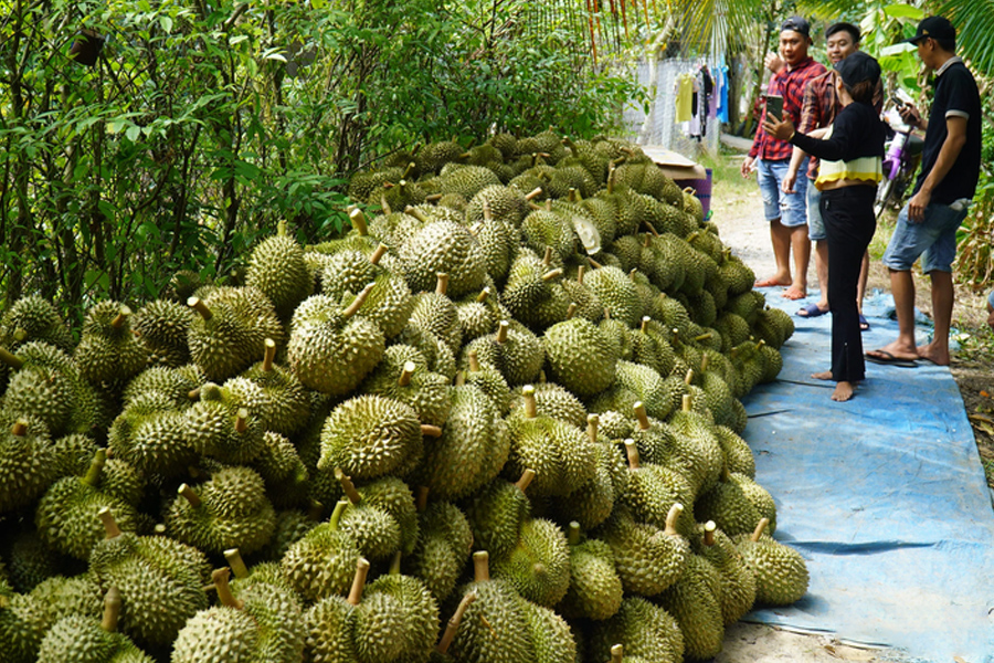 Sầu riêng Việt Nam bị EU áp tần suất kiểm tra 10% - vì sao?