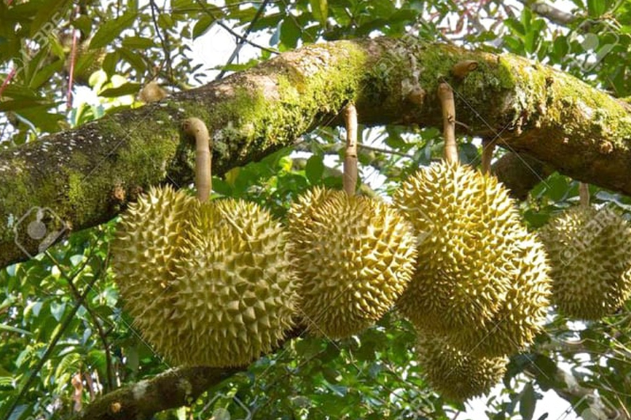 Sầu riêng Việt Nam bị kiểm tra dư lượng thuốc trừ sâu tại EU