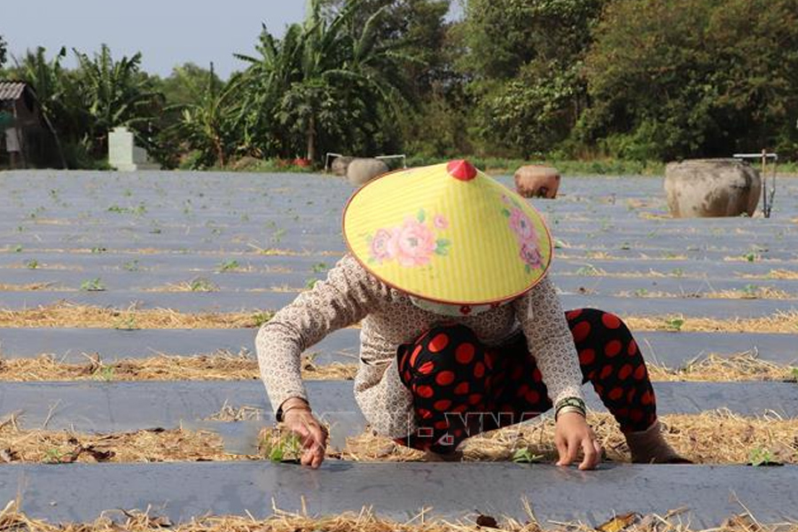 Tiền Giang xuống giống 23.700 ha rau màu phục vụ Tết