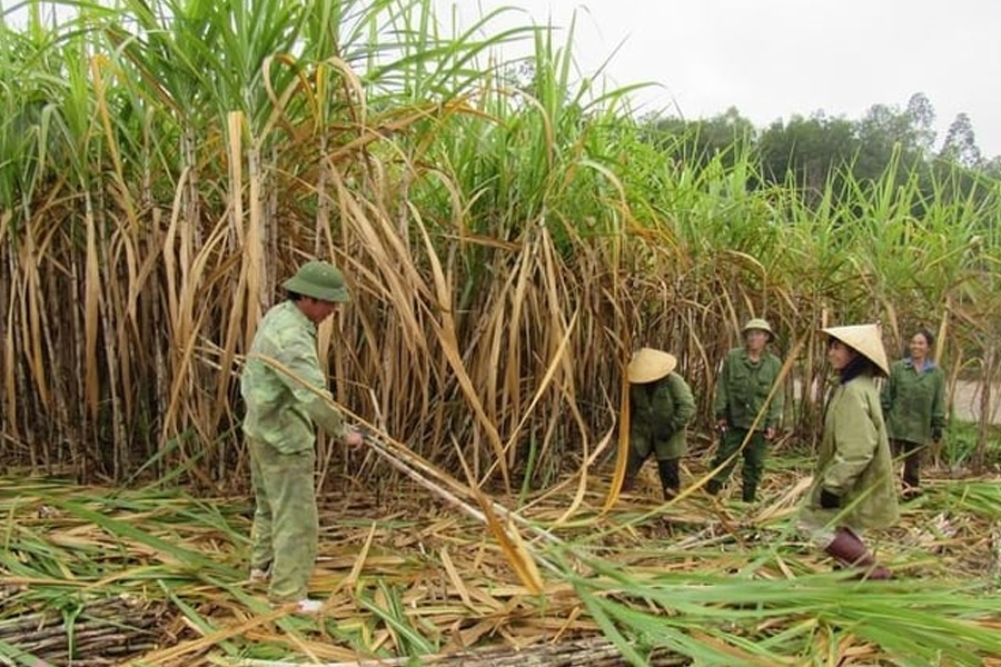Vụ mía thắng lợi của người trồng mía Nghệ An