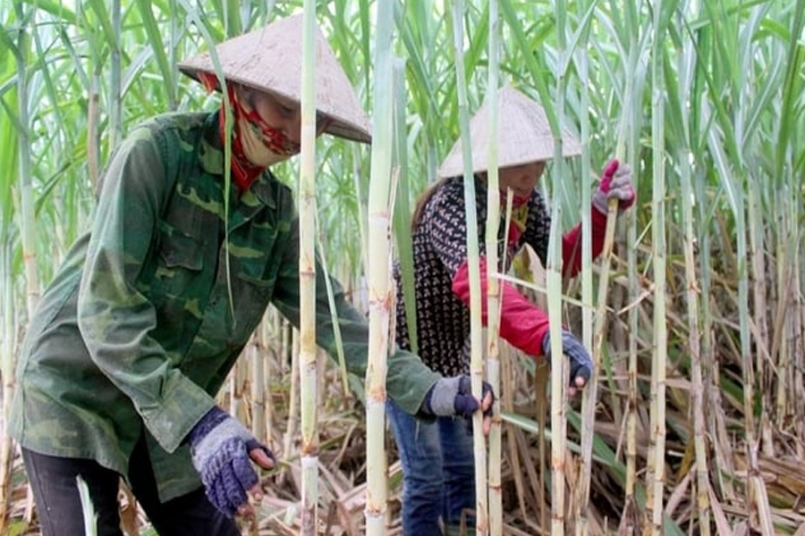 Vụ mía thắng lợi của người trồng mía Nghệ An