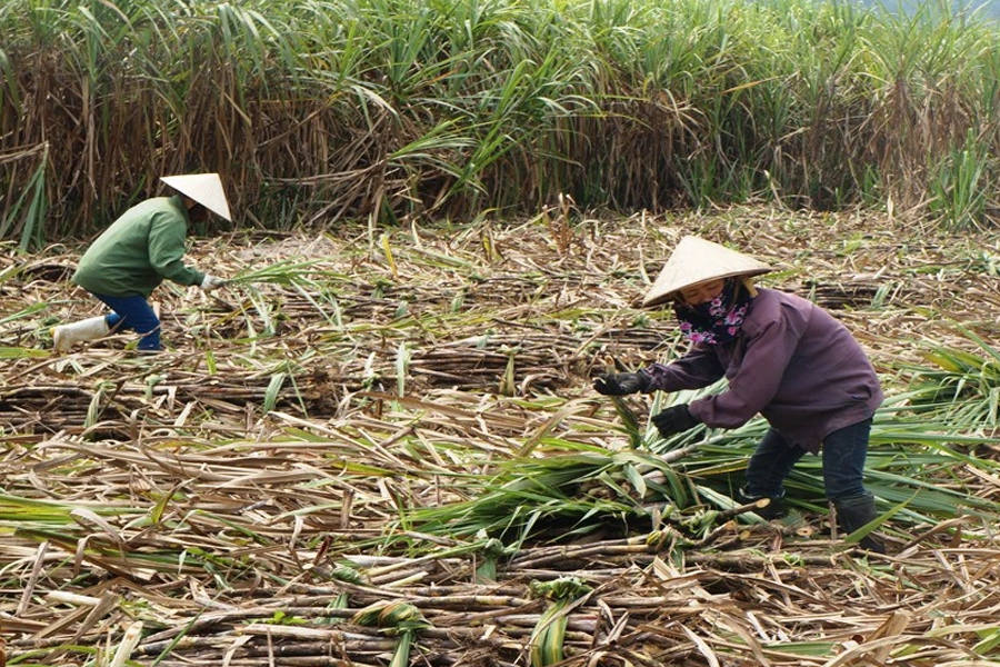 Vụ mía thắng lợi của người trồng mía Nghệ An