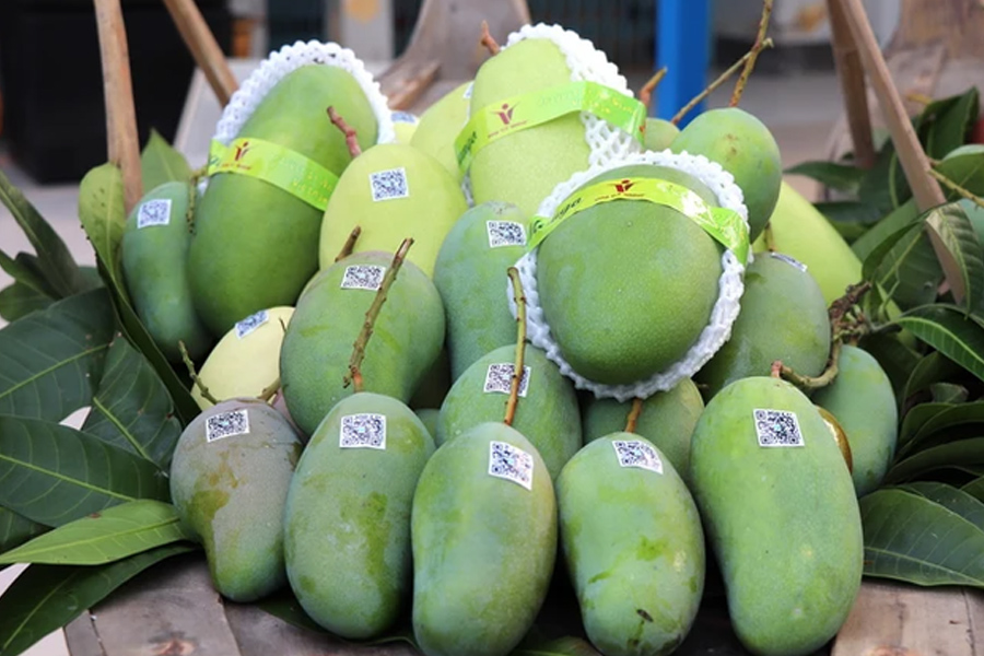 Xoài tượng An Giang lần đầu Xuất khẩu sang Úc và Mỹ