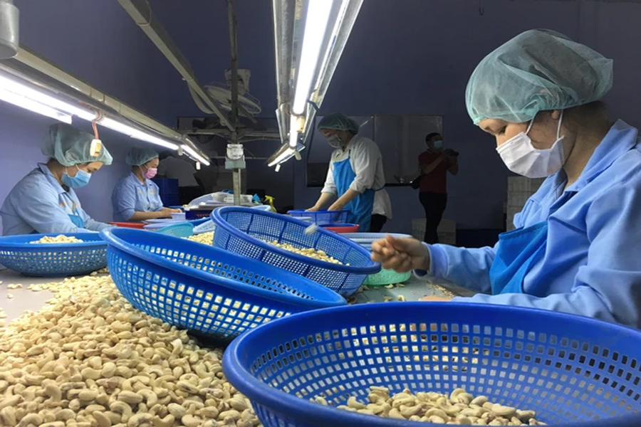 Xuất khẩu điều đối diện thách thức mới