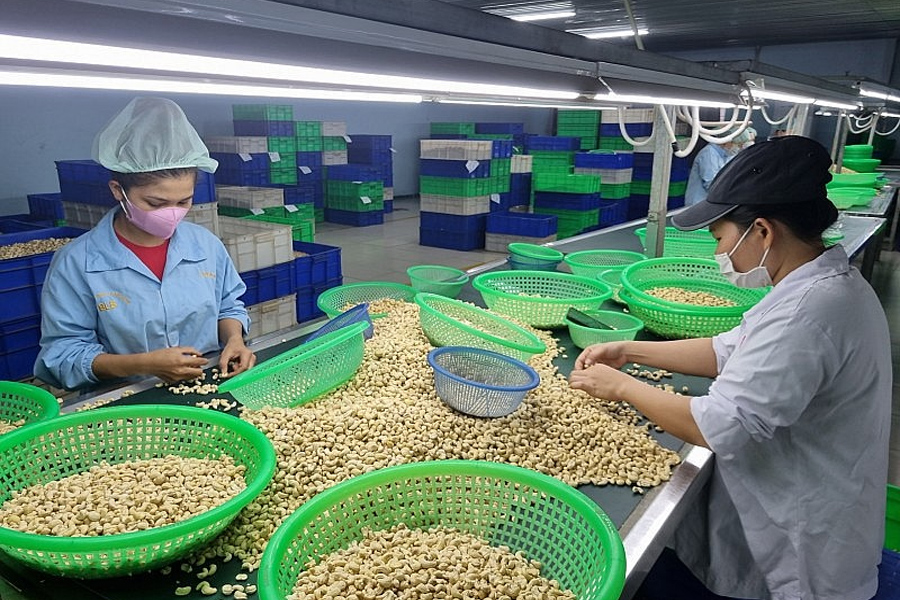 Xuất khẩu điều thu về 3.64 tỷ USD trong năm 2023