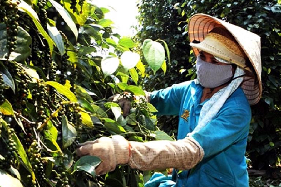 Xuất khẩu hạt tiêu gần chạm mốc 1 tỷ USD