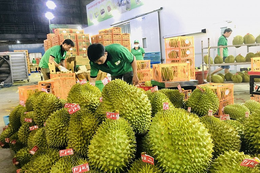 Xuất khẩu rau quả nhận tín hiệu tích cực ngay từ đầu năm 2024