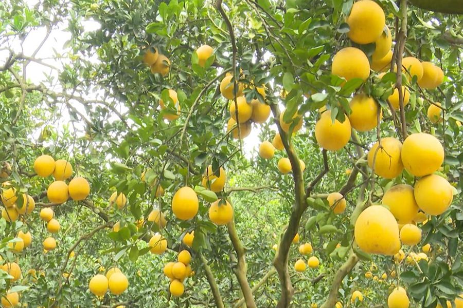 Xuất khẩu rau quả nhận tín hiệu tích cực ngay từ đầu năm 2024