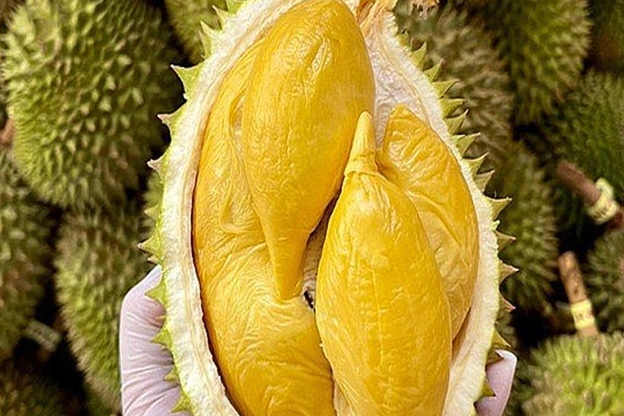 Xuất khẩu sầu riêng đơn hàng dồn dập, hướng tới mục tiêu 3,5 tỷ USD