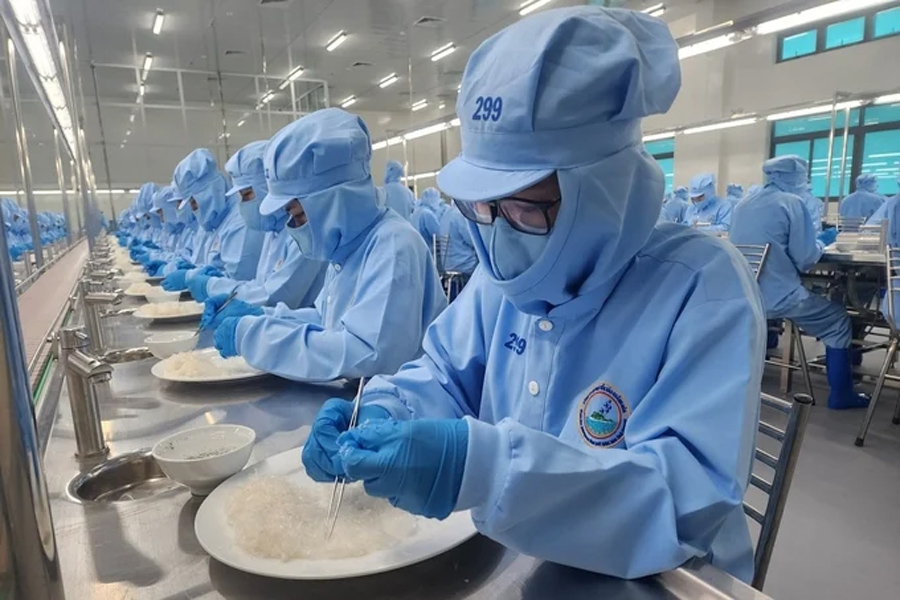 Yến sào bứt tốc mong đạt kỳ vọng tỷ đô