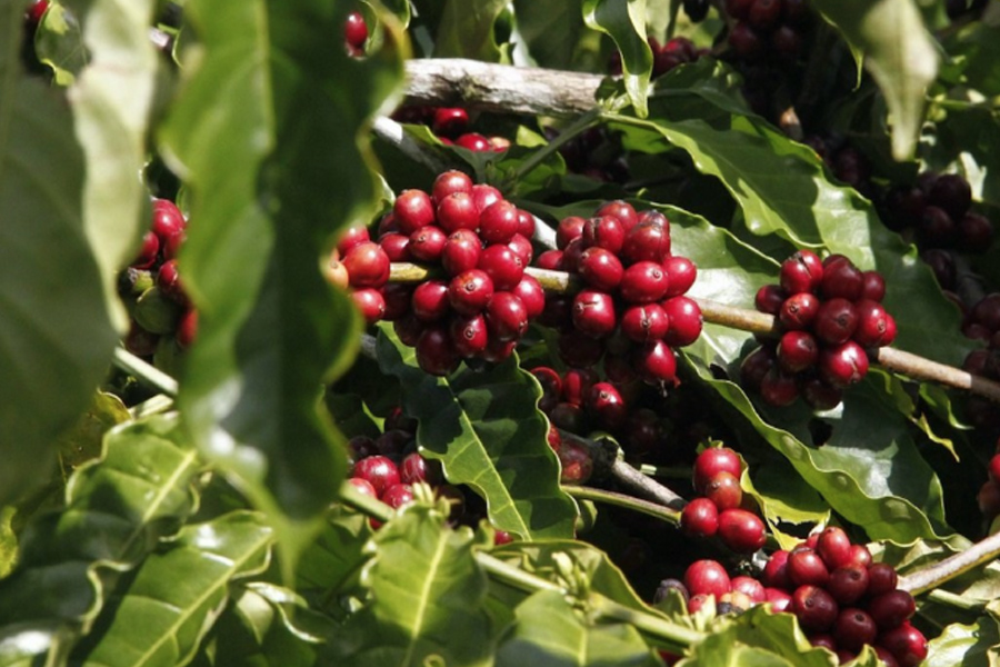 Giá cà phê hôm nay 27/3/2024