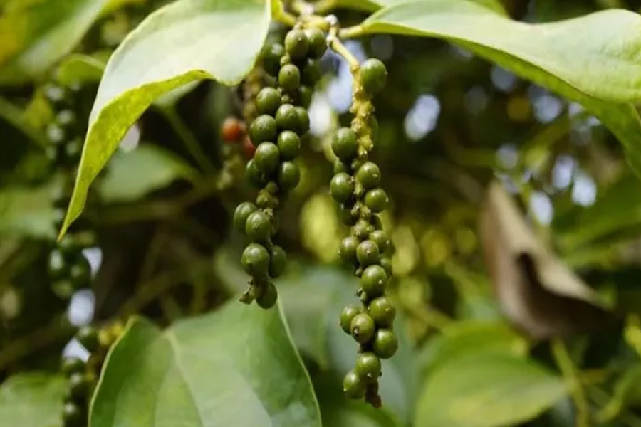 Giá tiêu hôm nay 27/3/2024