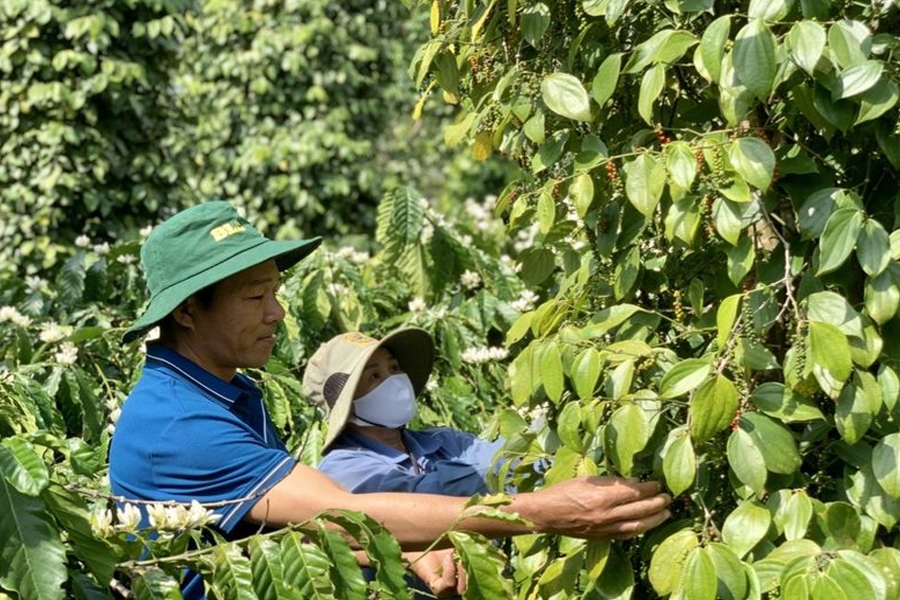 Giá tiêu hôm nay đồng loạt giảm