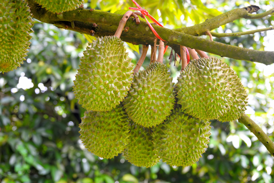 Giá sầu riêng hôm nay ngày 11/5/2024